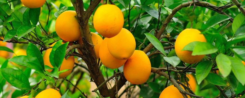 脐橙纽荷尔的种植技术