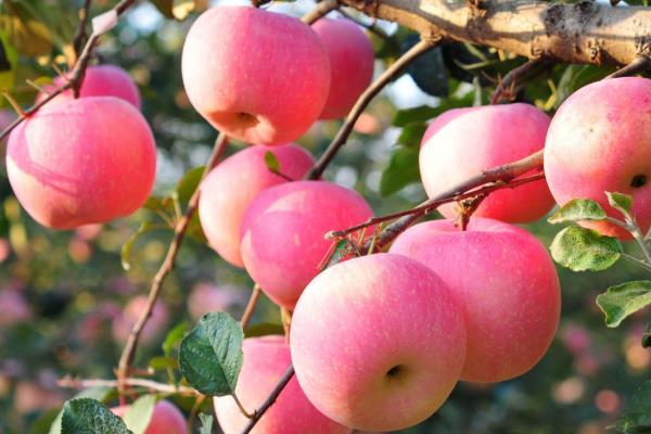 苹果里面发霉了还能吃吗，如果外面果子是好的能吃吗？