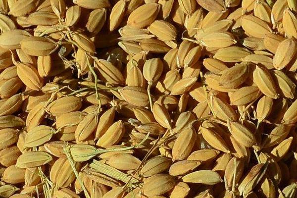 水稻价格多少钱一斤？