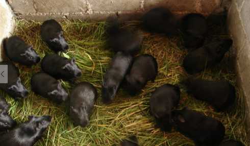 黑豚肉的营养价值 黑豚的生活习性