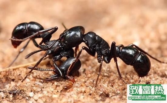 2017养蚂蚁赚钱吗？2017蚂蚁养殖前景及市场价格行情分析
