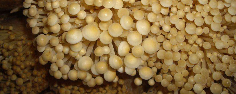 金针菇种植过程