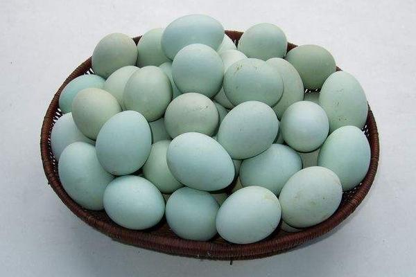 什么鸡下绿壳蛋 绿壳蛋与普通蛋的区别是什么
