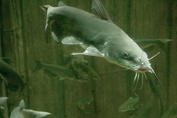 在家养鲶鱼喂什么食物 鲶鱼可以养在鱼缸里吗