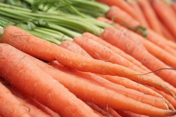 胡萝卜什么时候种 胡萝卜是哪个季节的蔬菜