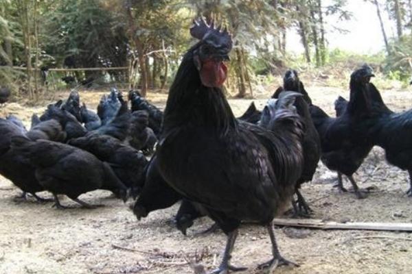 五黑鸡怎么养 五黑鸡养殖技术与注意事项