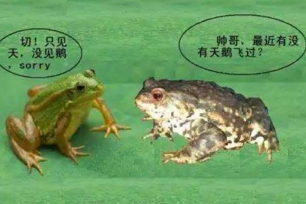 青蛙和癞蛤蟆的区别是什么