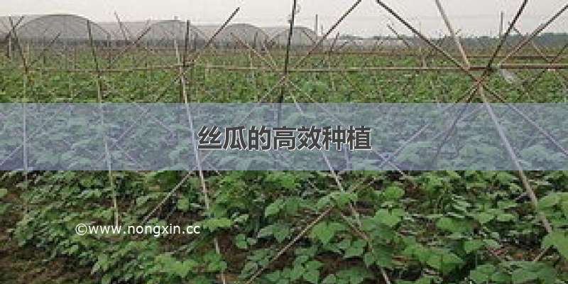 丝瓜的高效种植