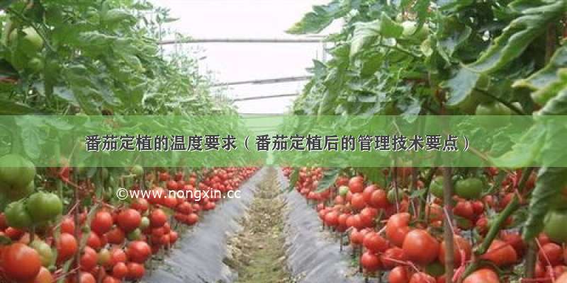 番茄定植的温度要求（番茄定植后的管理技术要点）