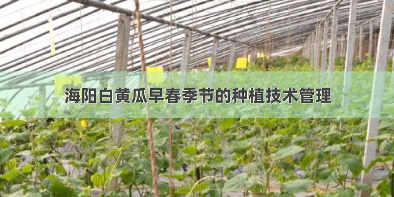 海阳白黄瓜早春季节的种植技术管理