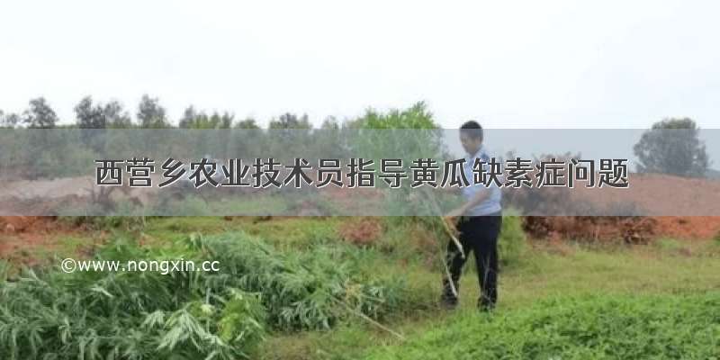西营乡农业技术员指导黄瓜缺素症问题