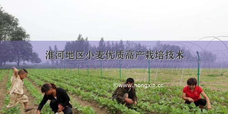 淮河地区小麦优质高产栽培技术