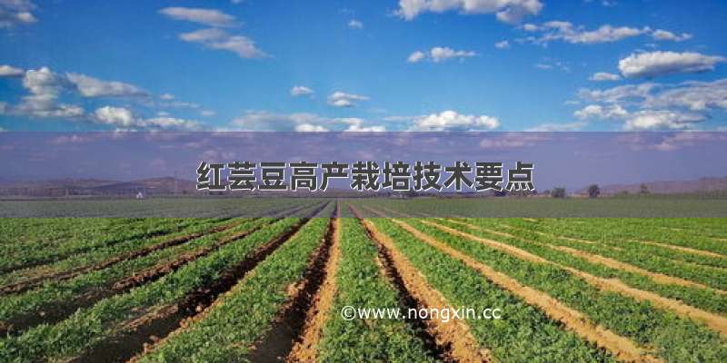 红芸豆高产栽培技术要点
