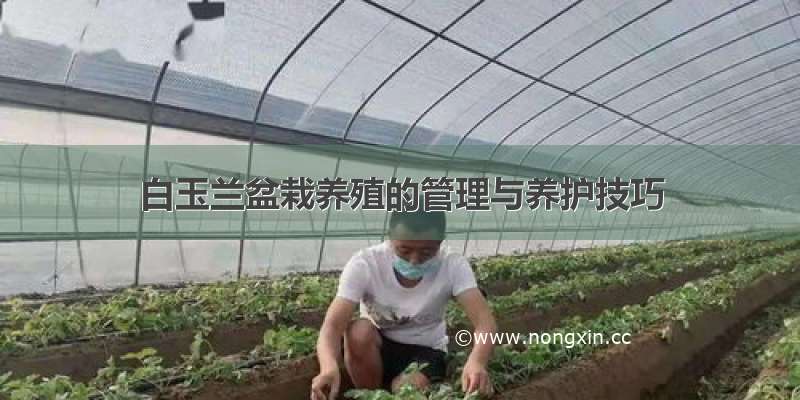 白玉兰盆栽养殖的管理与养护技巧