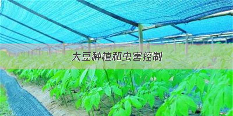 大豆种植和虫害控制