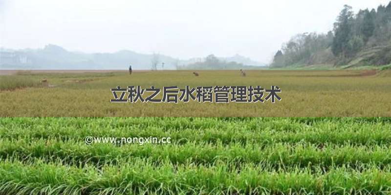 立秋之后水稻管理技术