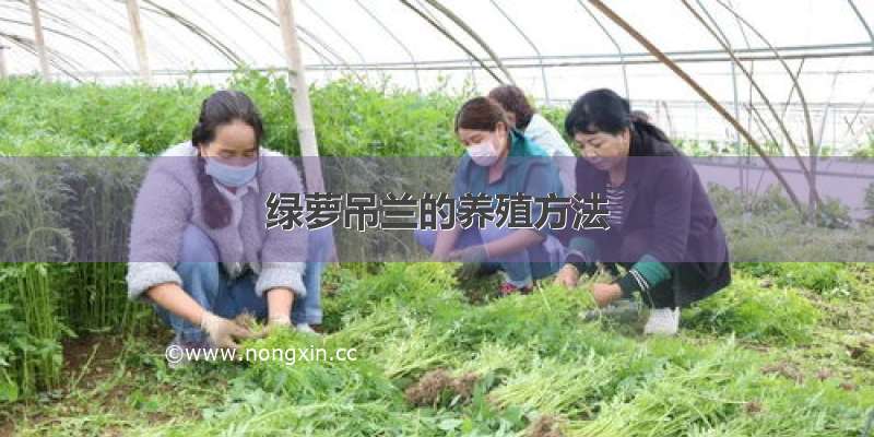 绿萝吊兰的养殖方法