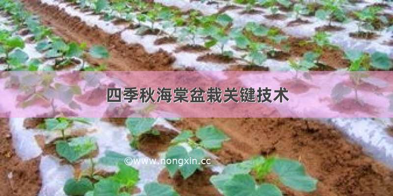 四季秋海棠盆栽关键技术