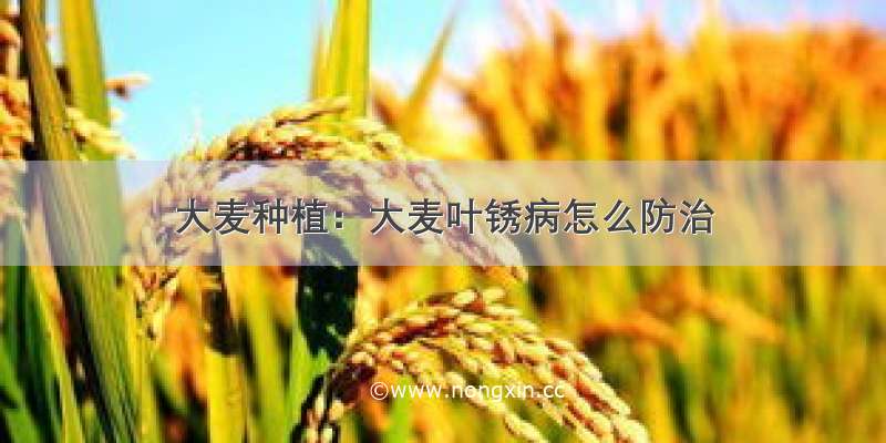 大麦种植：大麦叶锈病怎么防治