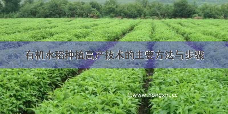 有机水稻种植高产技术的主要方法与步骤