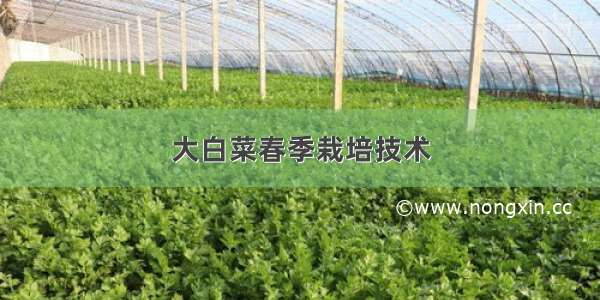 大白菜春季栽培技术