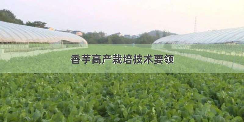 香芋高产栽培技术要领