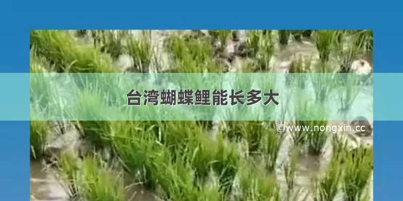 台湾蝴蝶鲤能长多大