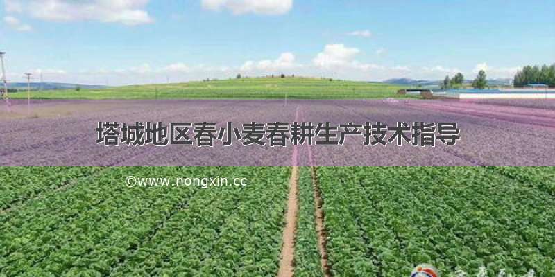 塔城地区春小麦春耕生产技术指导