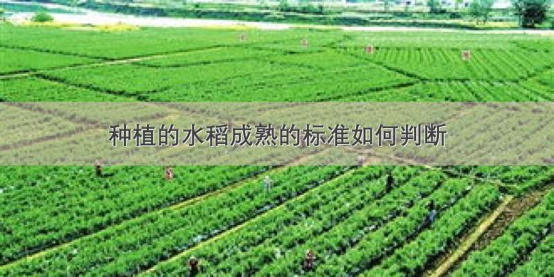 种植的水稻成熟的标准如何判断