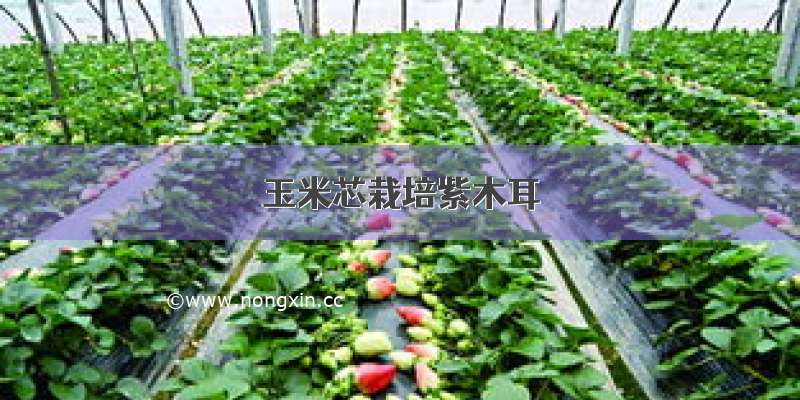 玉米芯栽培紫木耳