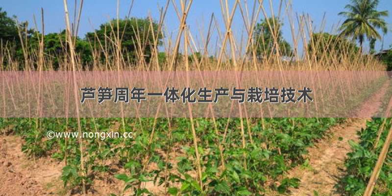 芦笋周年一体化生产与栽培技术