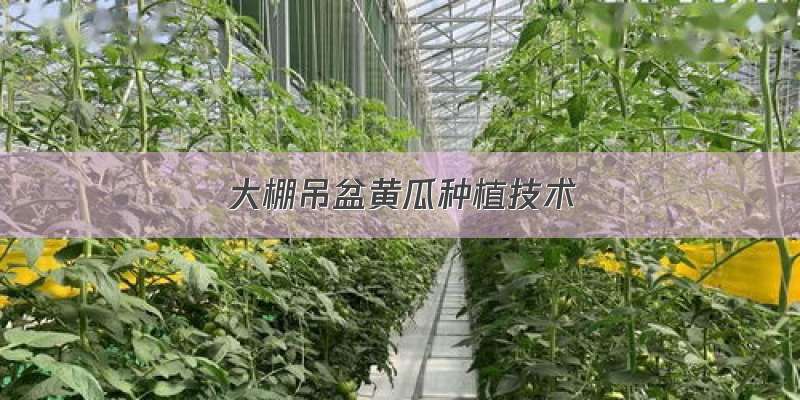 大棚吊盆黄瓜种植技术