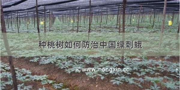 种桃树如何防治中国绿刺蛾