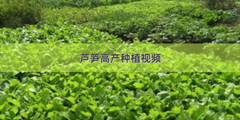 芦笋高产种植视频