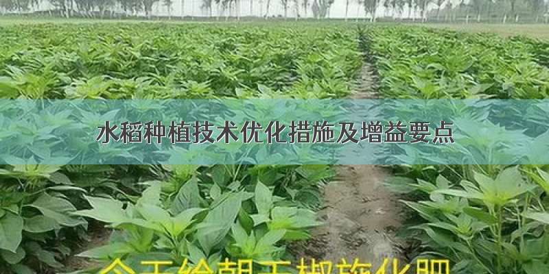 水稻种植技术优化措施及增益要点