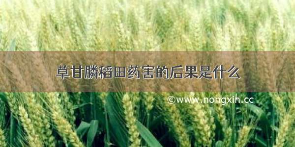 草甘膦稻田药害的后果是什么