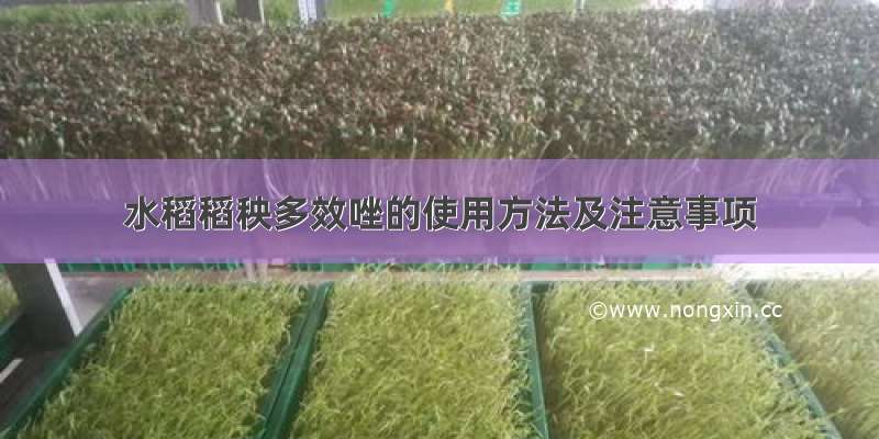 水稻稻秧多效唑的使用方法及注意事项
