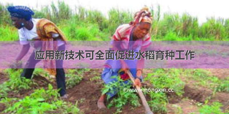 应用新技术可全面促进水稻育种工作
