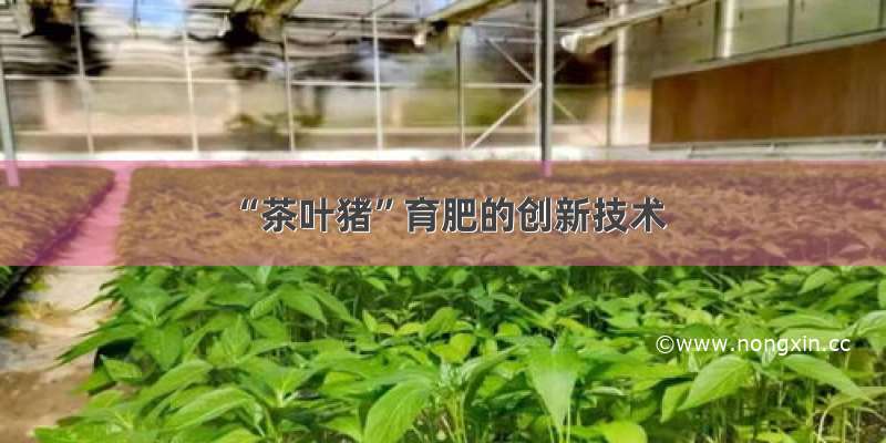 “茶叶猪”育肥的创新技术
