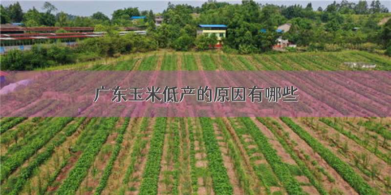广东玉米低产的原因有哪些