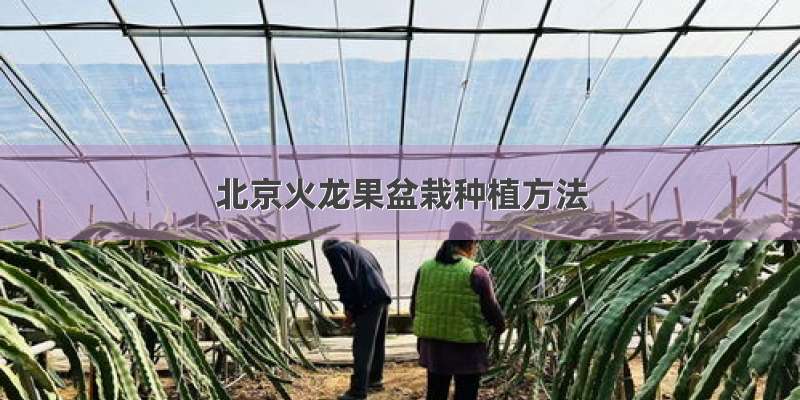 北京火龙果盆栽种植方法