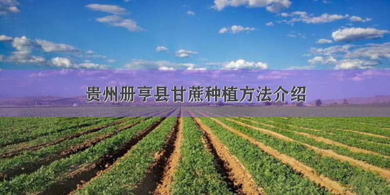 贵州册亨县甘蔗种植方法介绍