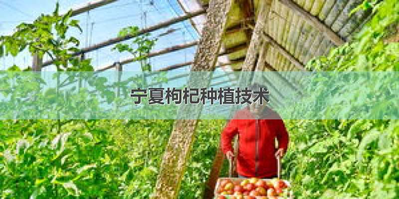 宁夏枸杞种植技术