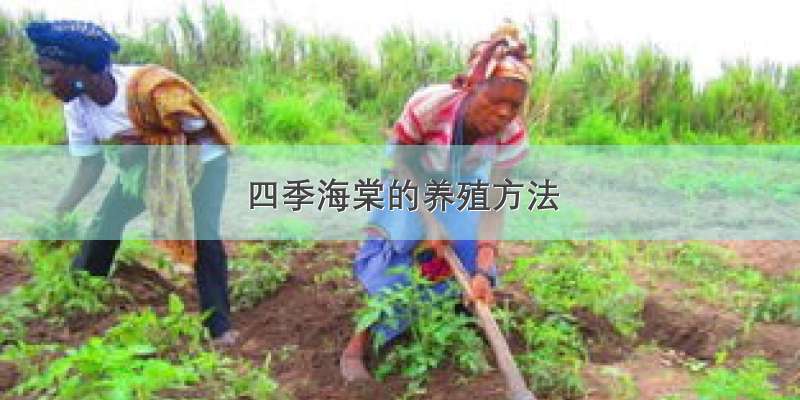 四季海棠的养殖方法