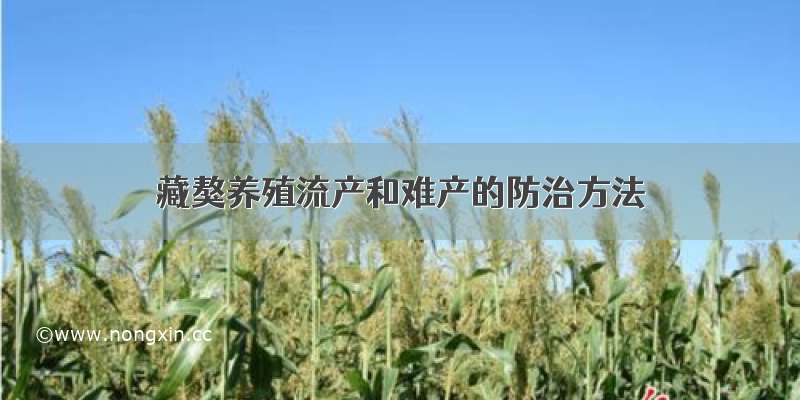 藏獒养殖流产和难产的防治方法