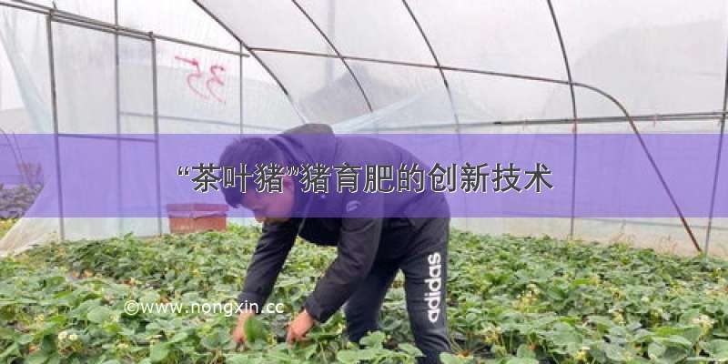 “茶叶猪”猪育肥的创新技术