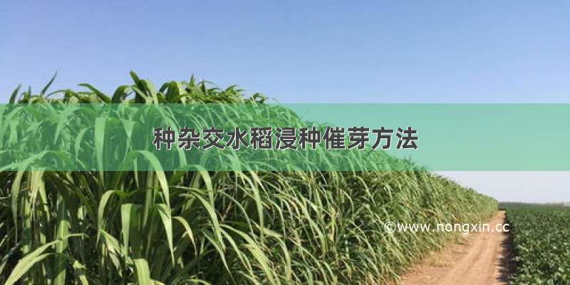 种杂交水稻浸种催芽方法