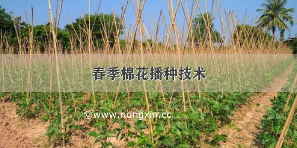 春季棉花播种技术