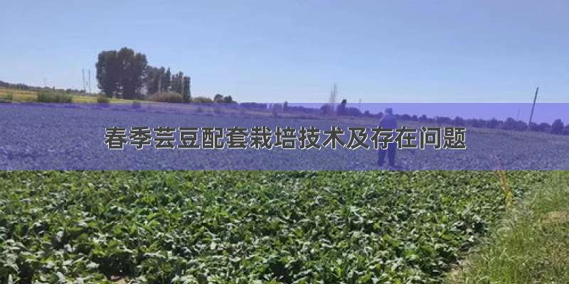 春季芸豆配套栽培技术及存在问题