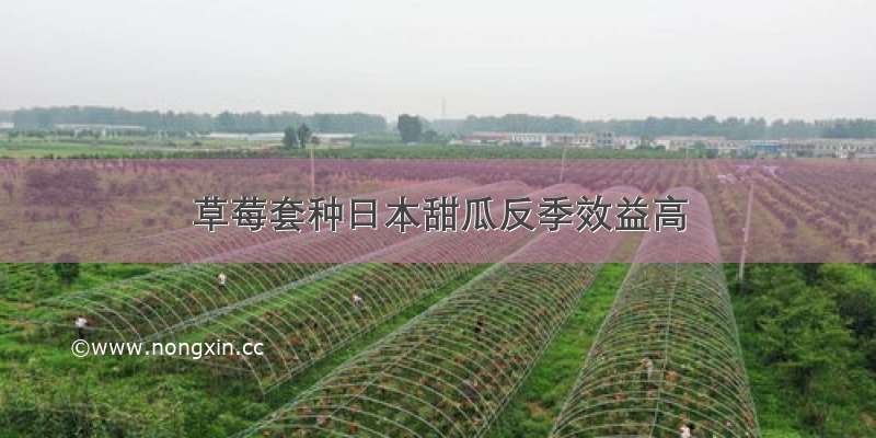 草莓套种日本甜瓜反季效益高